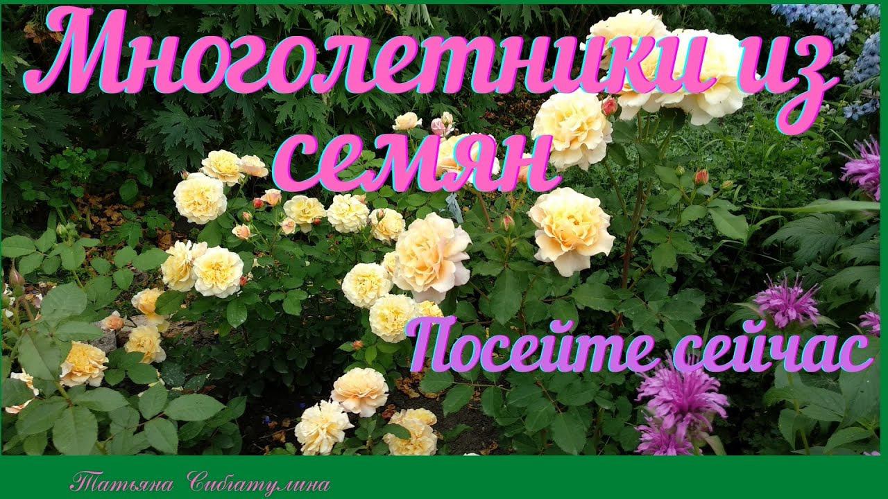 Многолетние компаньоны роз. Посейте сейчас. смотреть онлайн