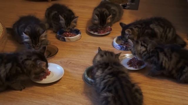 Мы по лавочкам сидим, из лоханочек едим смотреть онлайн