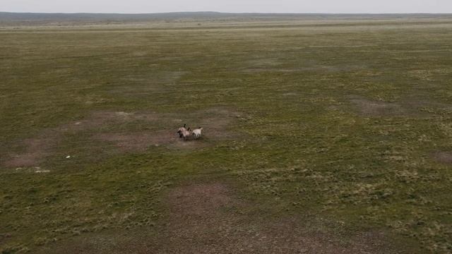 Тур для пенсионеров в Оренбург: степной заповедник и лошади Пржевальского смотреть онлайн