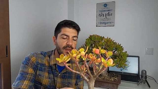 DONACIÓN DE DAVID CORTIZAS. SUCULENTA BONSAIS PORTULACARIA AFRA, CRASULA OVATA VARIEGATA Y GOLLUM. смотреть онлайн