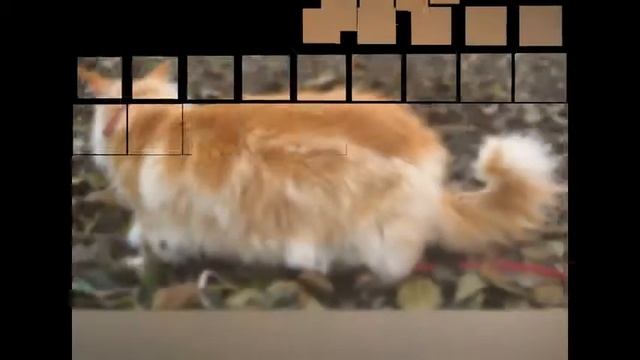 Огромный красный мейн кун Барбадос. смотреть онлайн