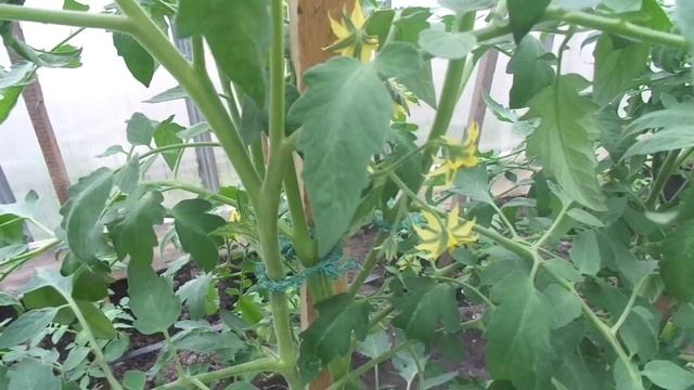 ПОЧЕМУ ОПАДАЮТ ЦВЕТЫ ТОМАТОВ? ЧТО ДЕЛАТЬ? Ольга Чернова. смотреть онлайн