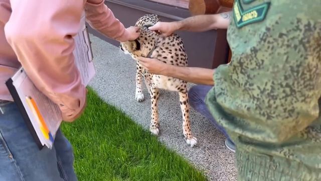 Росприроднадзор приехал с проверкой. Герда настороженно встретила гостей и покорила своей добротой смотреть онлайн