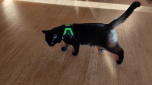 Шлейка для кошки