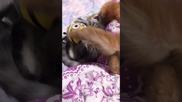 Котята Мейн-Куны. Игры и веселье в нашем доме не прекращаются 😅 смотреть онлайн
