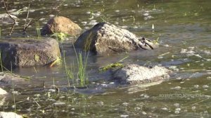 Хлорелла сделала пруд идеальным для рыбы. Пруд через 3 года