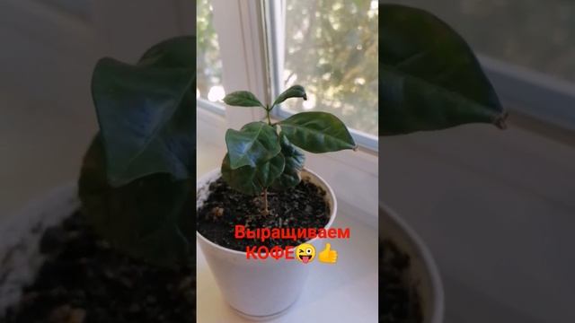 #выращиваем#кофе#хобби#садоводство#цветоводы#ростимкофе#каквыроститькофе#сажаемкофе#дачники#надаче смотреть онлайн