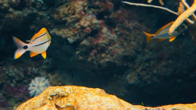 Best 4K Aquarium To Relax ? Beautiful Coral Reef Fish Relax - Peaceful Piano Music смотреть онлайн