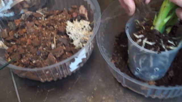 Новинки: ЗИГОПЕТАЛУМ и КАМБРИЯ. Маленькие полезные хитрости. смотреть онлайн