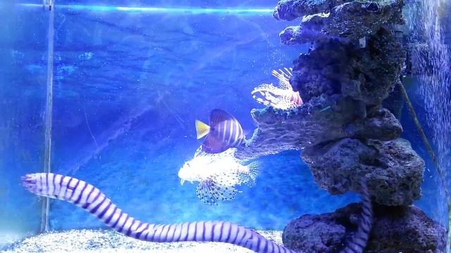 Мурена зоопарк в Новосибирске - Limuzina The Zoo In Novosibirsk