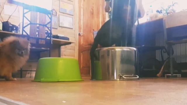 Нургуш Нахалка ( Серега-Вьюга) 2 мес смотреть онлайн