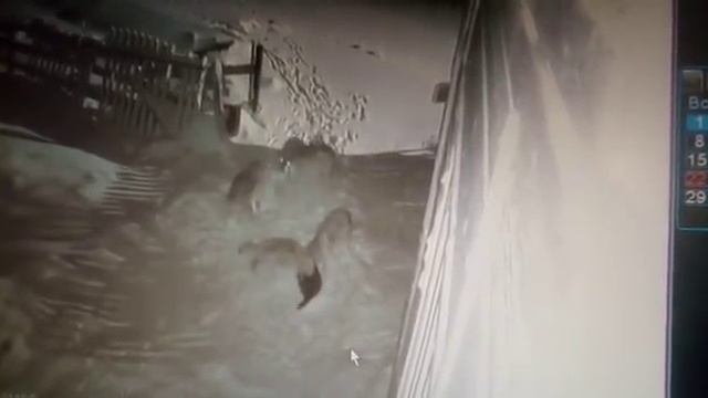 Волки едят собак в той самой Нёноксе Архангельской области смотреть онлайн