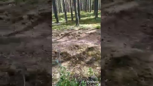 Сбор ягод в Карелии 2021. День 27. Черника. Сравнение инструментов, что лучше. смотреть онлайн