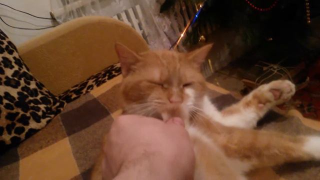 Кот любит свой хвост смотреть онлайн