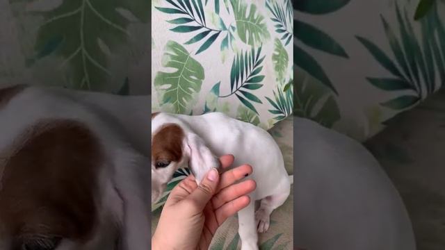 Bob смотреть онлайн