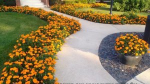 Бархатцы — посадка и уход в открытом грунте