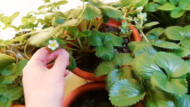 Выращивание дома ремонтантная клубника земляника strawberry на окне 08.05.19. Очередной урожай. смотреть онлайн