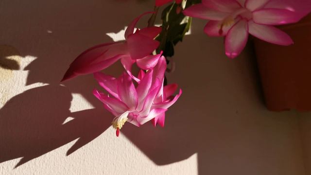 Thanksgiving Cactus Blooms in 4K - (Schlumbergera Truncata) смотреть онлайн