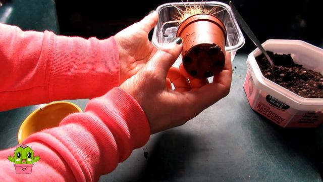 Repotting a VERY FIERCE Cactus | Stetsonia Coryne 'The Toothpick Cactus' #cactus #cacti смотреть онлайн