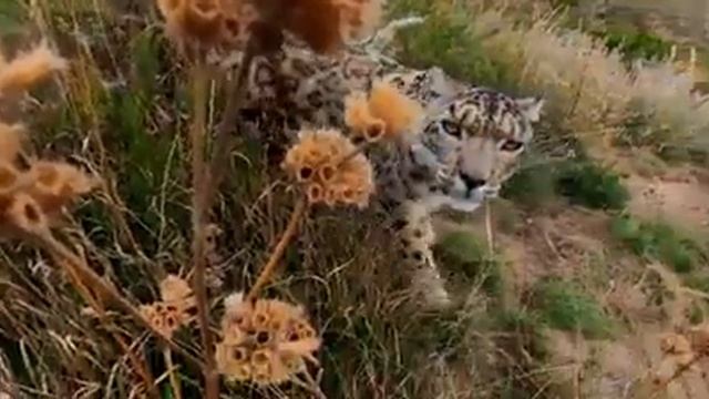 Снежный барс# Кыргызстан смотреть онлайн