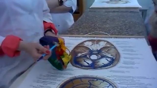 Вены головы и шеи. Лимфатические узлы головы и шеи.