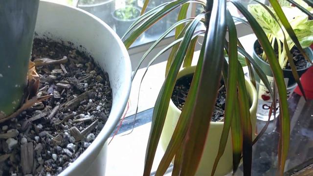 Houseplant Tour 2020 -  Bedroom -  Indoor Plants Tour - Easy Indoor Plants Green Flavor!