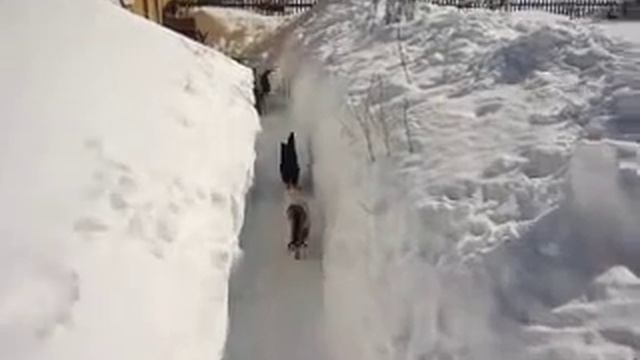 Бездомные кошки в снегу смотреть онлайн