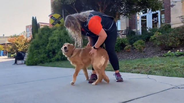 7 Month Old Golden Retriever, LOKI | 2 Week Board and Train | Best Dog Trainers Greenville SC смотреть онлайн