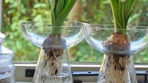 ГИАЦИНТЫ  САЖАЕМ ОСЕНЬЮ.  Как ухаживать за гиацинтами в домашних условиях. Гиацинты посадка и уход