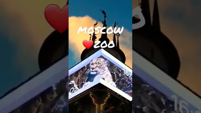 I ❤️ MOSCOW ZOO смотреть онлайн