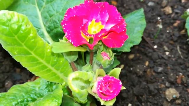 Примула цветет в августе!!! смотреть онлайн