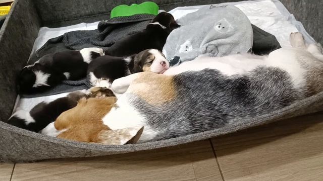 Как ведут себя щенки бигля на 11 день от рождения. Мама бигль и щенки - сон, кормление, воспитание смотреть онлайн