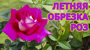 Обрезка роз. Как обрезать розы после цветения? Летняя обрезка роз для повторного цветения.