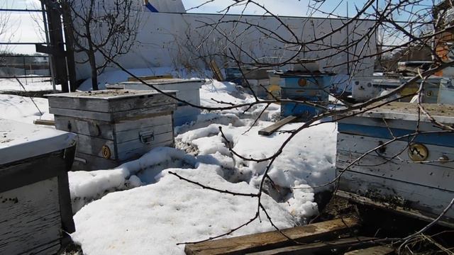ТАК ДОЛЖНЫ ДЕЛАТЬ ПЕРВЫЙ ВЕСЕННИЙ ОБЛЕТ ДАЖЕ В СНЕГ СИЛЬНЫЕ СЕМЬИ смотреть онлайн