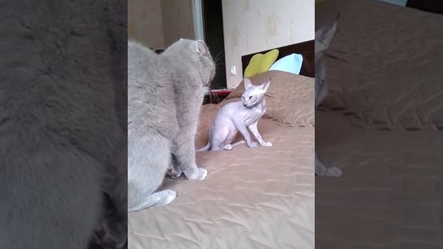 Кот Шотландец и котенок Донского сфинкса неприязнь. смотреть онлайн