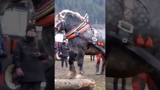 Конь тяжеловес смотреть онлайн