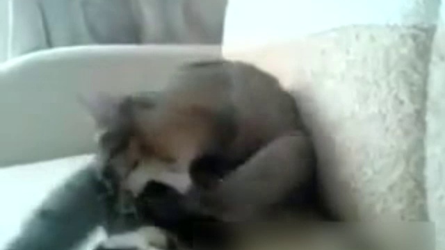 Драка с лапами смотреть онлайн