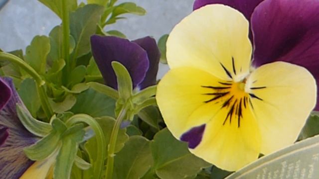 Viola Mixed - Viola Cornuta - Fjólur - Blandaðir Litir - Sumarblóm - Garðplöntur