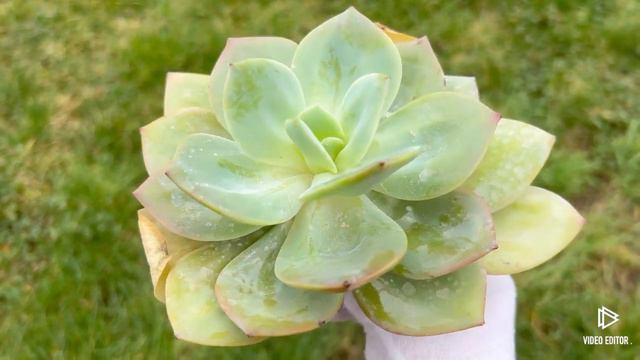 Echeveria Hakuhou смотреть онлайн