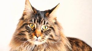 МЕЙН-КУН ИНТЕРЕСНЫЕ ФАКТЫ О ЖИВОТНЫХ!  #МЕЙНКУН #КОТЫ