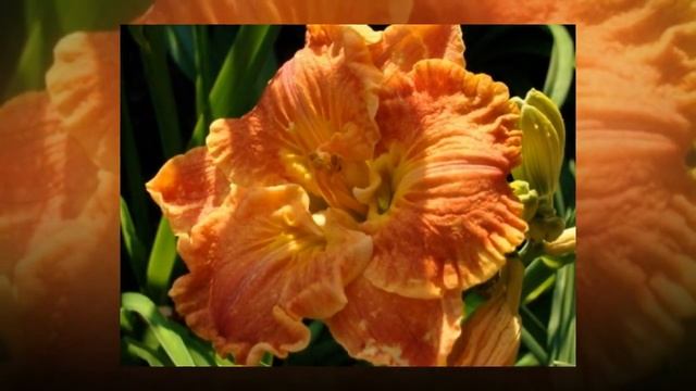 Лилейники - яркое торжество природы. Музыка Сергей Чекалин смотреть онлайн