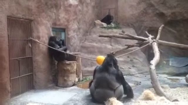 Гориллы в пражском зоопарке смотреть онлайн