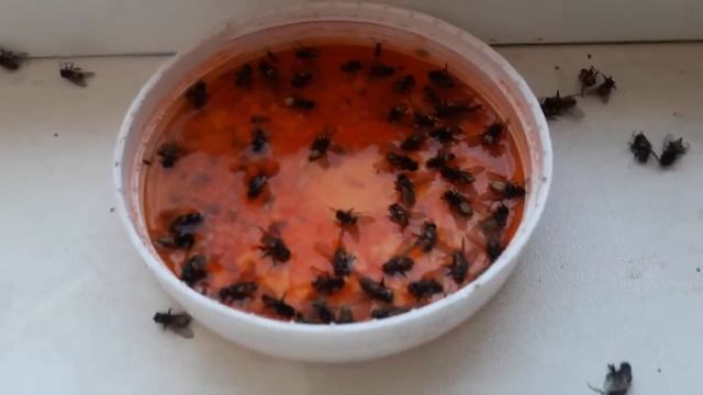 100% лайфхак от избавление мух и насекомых в доме и на улице смотреть онлайн