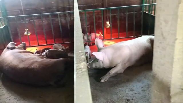 Как прошли опоросы. Слепой поросенок. Огород. Майская рядовка. смотреть онлайн