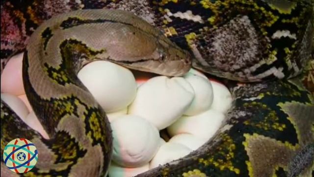 Python vs Anaconda/World's longest snake vs World's largest and heaviest snake/#pythonanaconda hind смотреть онлайн