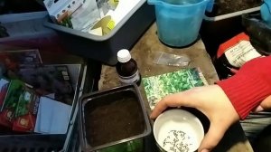 Базилик не всходит? Попробуйте мой способ посева