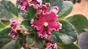 Фиалки СМ-Азалия и ЛЕ-Антарес/My African violets SM-Azalea and LE Antares