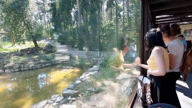 РИЖСКИЙ ЗООПАРК/ СЕМЕЙНАЯ ПРОГУЛКА ПО ЗООПАРКУ/ПОЗИТИВНЫЙ ВЛОГ смотреть онлайн