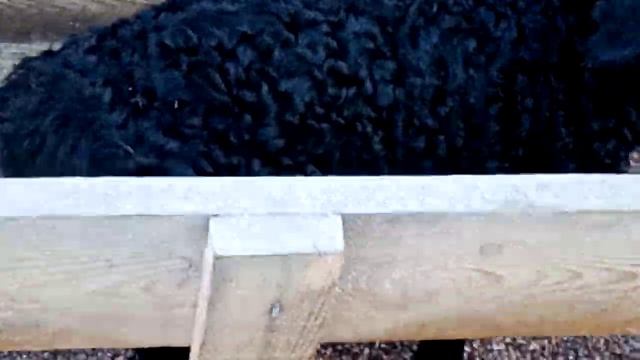 Гиссарские, Эдильбаевские овцы 05.02.2023г. смотреть онлайн