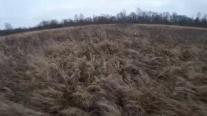 Охота на енотовидную собаку с западно-сибирской лайкой.